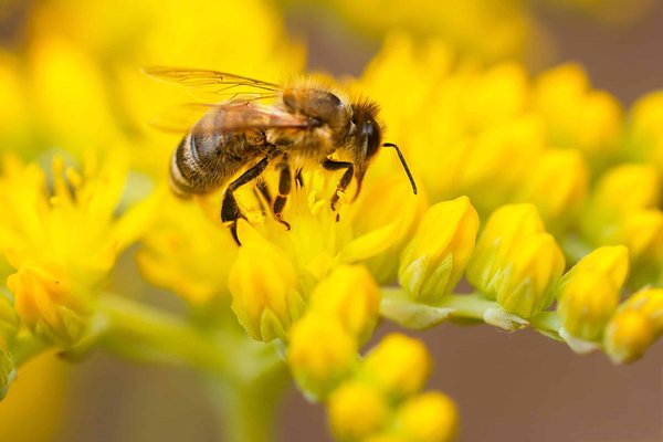 Outil d'apprentissage de langues : en quoi consiste exactement l'API ?