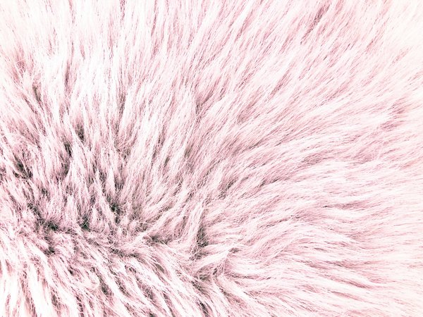 Tapis animaux : le guide ultime pour confort et style de vos compagnons